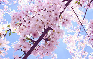 washington DC blossoms